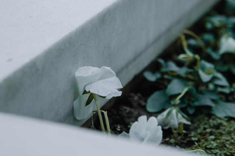 花葬目前是最多人知道和選擇的環保葬之一
